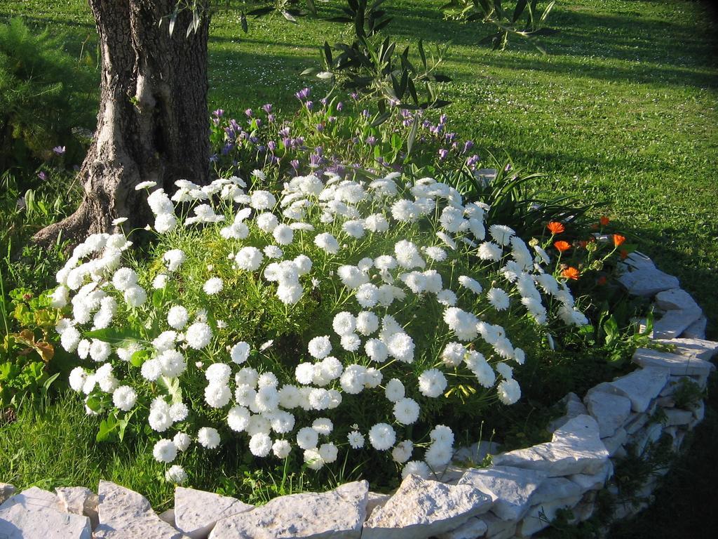 Dimaras Apartments Vasilikí Exterior foto